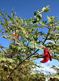 Image result for Sesbania macrantha