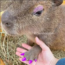 Capy slay 💅 : rcapybara