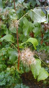 Image result for Clematis uhehensis
