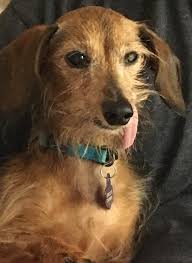Volunteer abroad with street animals and support animal shelters around the world in their important work. Coastal Pet Rescue Inc Reviews And Ratings Savannah Ga Donate Volunteer Review Greatnonprofits