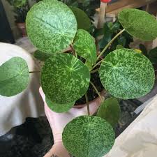 Image result for Pilea angolensis