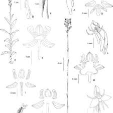 Image result for Habenaria dregeana