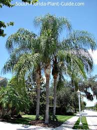 Foxtail palms thrive in warm dry climates and are fast growers. Queen Palm