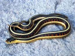 Herpetology Of North Dakota Two By Two Black Spot Snake