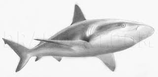 Realistic shark drawing step by step. How To Draw A Realistic Shark Step By Step Drawing Guide By Jtm93 Dragoart Com