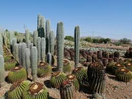 Includes free vocabulary trainer, verb tables and translations for cactus in the spanish»english dictionary (go to english»spanish). Impressive Cactus Farm Must Do Review Of Cactus Thiemann Iskoha Morocco Tripadvisor