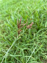 Image result for Cyperus sp.no.4