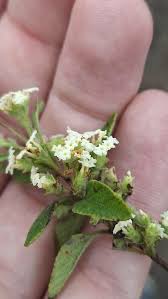 Image result for Lippia oatesii