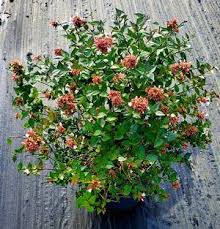 Image result for Craibia grandiflora