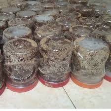 Hewan seperti burung dan ikan sangat menyukai kroto ini. Paket Ternak Kroto Pemula 1 Toples Bibit Semut Koloni Dan 1 Ekor Ratu Produktif Terbaru Agustus 2021 Harga Murah Kualitas Terjamin Blibli