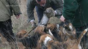 Chasse aux petits gibiers aux petits calibres 2019 2020 chapitre 1. Chasse Du Lapin Avec Beagle Une Menee D Enfer