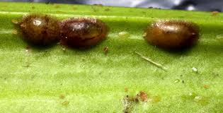 Image result for puklice