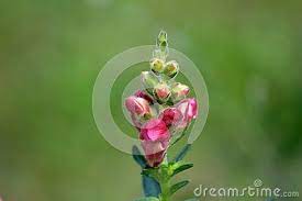 Pin On Flowers Stock Photography