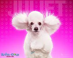 May 2012 Dogs Wallpapers Backgrounds Cute Dog Wallpaper Dog Wallpaper Cute Dogs