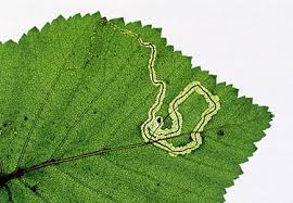 Image result for Stigmella lapponica