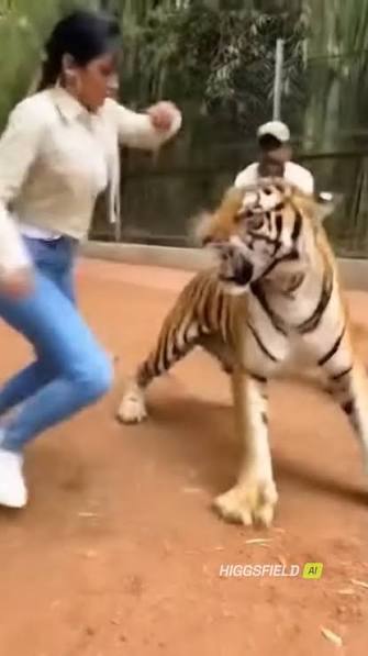 **Shocking Moment! Trained Tiger Gets Angry at Woman During Photo Shoot in India** In a dramatic viral video, a woman posing for a photo with a **trained tiger** alongside its handler in India got the ...