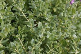 Image result for Polygala filicaulis