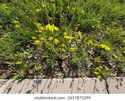 Image result for Senecio pachyrhizus