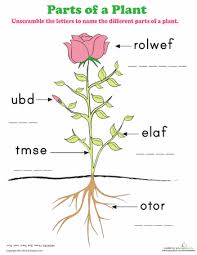 Parts Of A Plant Worksheet Education Com Plants Worksheets Parts Of A Plant Science Worksheets