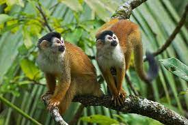 Central American Squirrel Monkey Or Saimiri Oerstedii Squirrel Monkey Rainforest Animals Squirrel