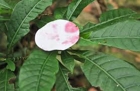 Image result for Pteronia acuminata