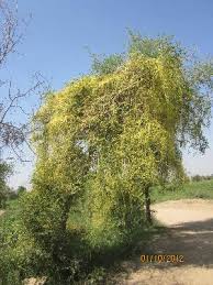 Image result for Cuscuta kilimanjari