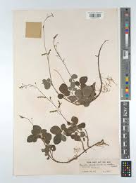 Image result for Grona adscendens