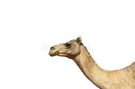 Next, we offer a selection of photos of camels camel in the desert. Camel Head Against White Background Stock Photo Image Of Copy Arabic 168220190