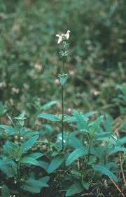 Image result for Raphidiocystis jeffreyana