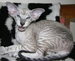 The polydactyl cats were abandoned in birmingham, uk recently. Peterbald Kittens Buy Peterbald Kittens
