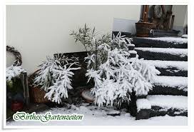 Oleander Im Winter Mit Schneehaube Gruner Garten Winter Schonen Tag Wunschen