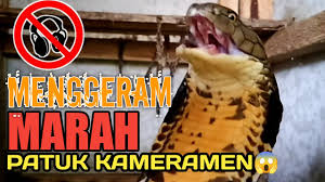 Insyallah mempunyai kekuatan yang sama sebagai guts di mana : Bunyi Ular Tedung Selar Jantan Besar Youtube