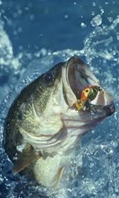 Bass fishing phone wallpaper hd. Free Download Bass Fishing Wallpaper For Iphone Bass Fish Live Wallpaper For 307x512 For Your Desktop Mobile Tablet Explore 50 Bass Fish Wallpaper For Iphone Fish Wallpaper Largemouth Bass
