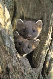 Pine Martins Related To Weasels Ferrets These Are Up At Lake Of The Woods Soo Cute Ann Flani Animales Salvajes Animales Extraordinarios Animales Extranos