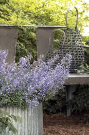 Film ● video ● photography ● graphic design who´s a cats pajamas? Low Key Catmint The Way To Go Winnipeg Free Press Homes