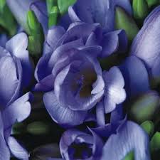 Pin On Freesia