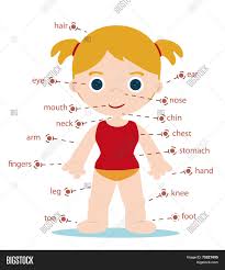 A woman, a part is a 2016 independent drama film, written and directed by elisabeth subrin. Girl Body Parts Vector Photo Free Trial Bigstock