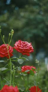 Download the perfect flowers pictures. 10 000 Best Flowers Videos 100 Free Download Pexels Stock Videos