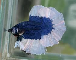 Blue Bf Half Moon Siamese Fighting Fish I Use To Put Mirrors In Front Of These You Should See Them Attacking Siamese Fighting Fish Beautiful Fish Betta Fish
