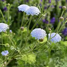 Image result for Tinnea coerulea