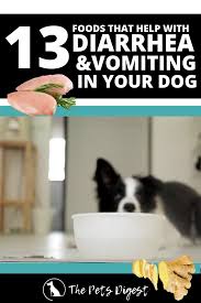 13 Foods That Help With Diarrhea And Vomiting In Dogs Video In 2020 Dog Upset Stomach Remedies Dog Food Recipes Dog Has Diarrhea