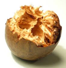 Image result for Pentadiplandra brazzeana