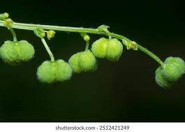 Image result for Micrococca mercurialis