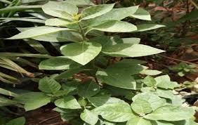 Image result for Vernonia amygdalina
