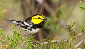 Birds Of Texas Hill Country Pictures Golden Cheeked Warbler Comes Home Environment Texas Hill Country Birds