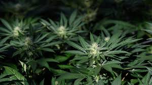 Maybe you would like to learn more about one of these? Is Weed Legal In Nj What To Know About Recreational Marijuana Bill