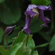 Check spelling or type a new query. Clematis Integrifolia Krautig Wachsend Mit Einzelnen Glockchen Clematis Online Kaufen