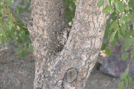 Image result for Spirostachys africana