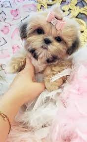 Check spelling or type a new query. Shih Tzu Puppies Teacup Shih Tzu Shih Tzu For Sale Breeder Teacup Miniature Toy Shih Tzu For Sale Teacup Shih Tzu Shih Tzu Puppy