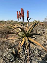 Image result for Aloe aculeata × excelsa